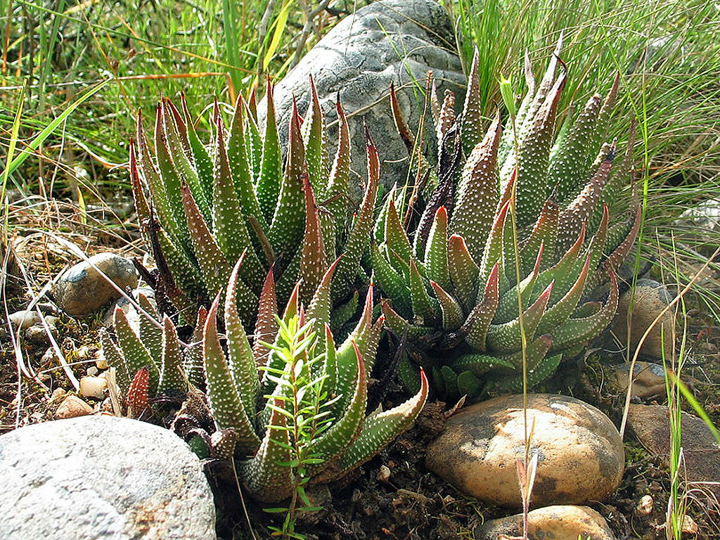 Tulista minor aka Haworthia minor, Tulista minima or Haworthia minima