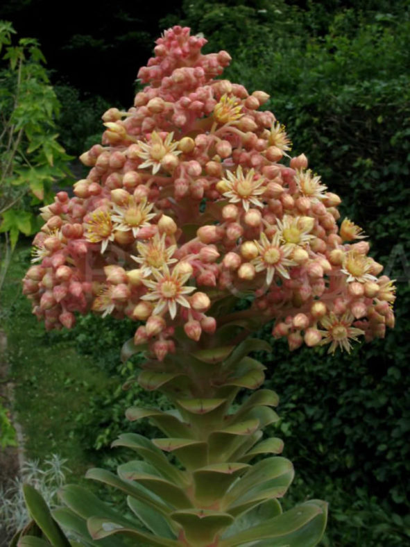 Aeonium arboreum var. rubrolineatum