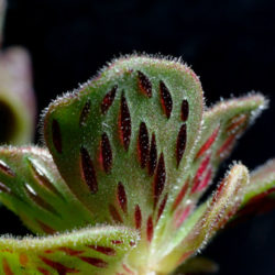 Aeonium smithii - World of Succulents