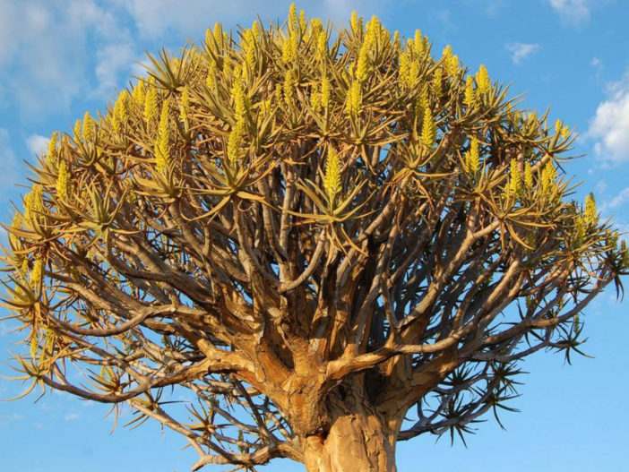 Aloidendron dichotomum (Quiver Tree)