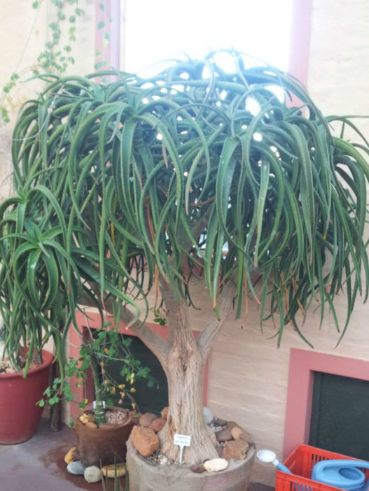 Aloidendron tongaense (Tonga Tree Aloe) - World of Succulents