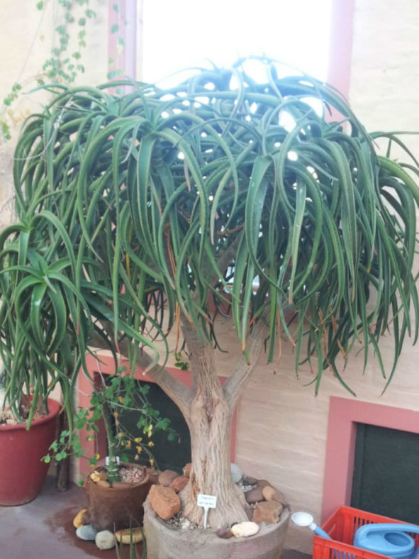 Aloidendron tongaense (Tonga Tree Aloe) aka Aloe tongaensis