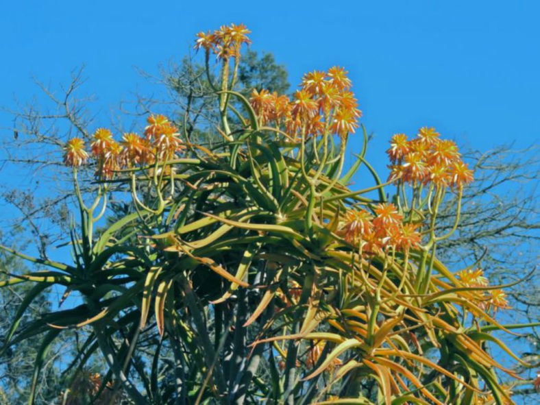 Aloidendron tongaense (Tonga Tree Aloe) aka Aloe tongaensis