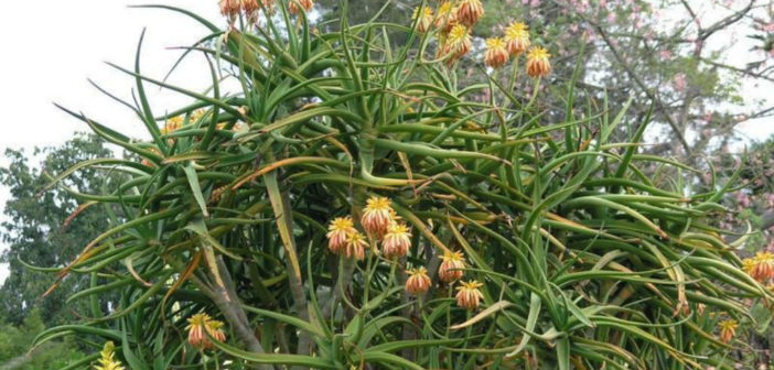 Aloidendron tongaense (Tonga Tree Aloe) - World of Succulents