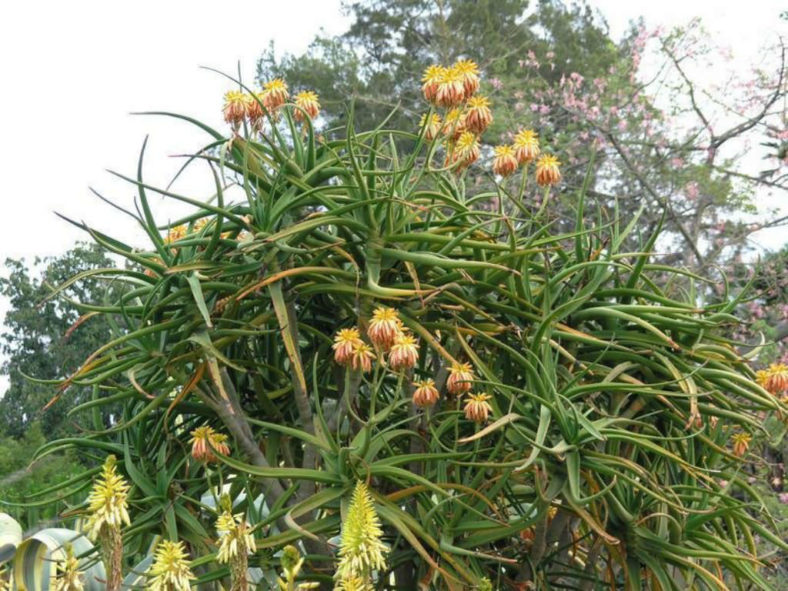 Aloidendron tongaense (Tonga Tree Aloe) aka Aloe tongaensis