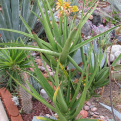 Aloidendron tongaense (Tonga Tree Aloe) - World of Succulents