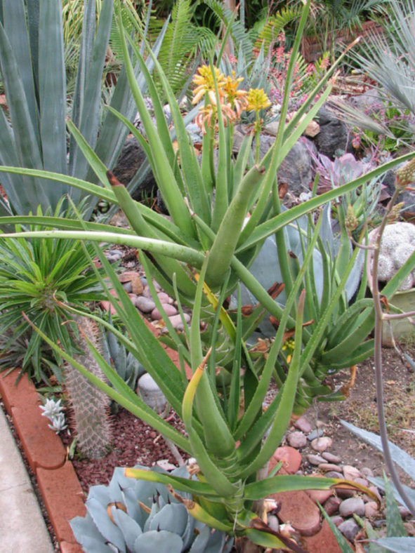 Aloidendron tongaense (Tonga Tree Aloe) aka Aloe tongaensis