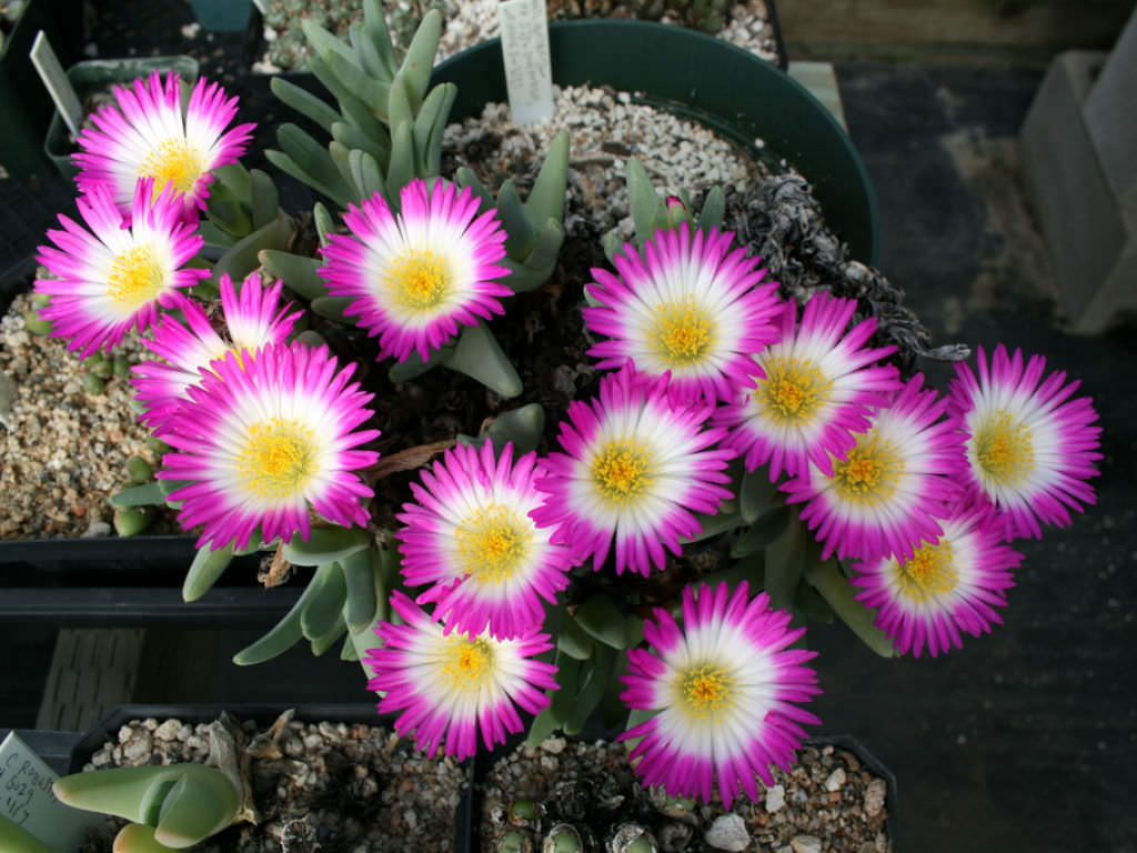 Antimima ventricosa World of Succulents