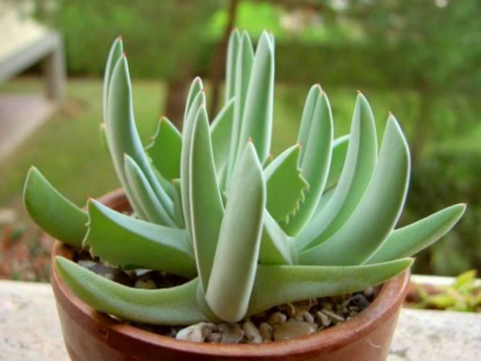 Cheiridopsis denticulata (Carpet Weed)