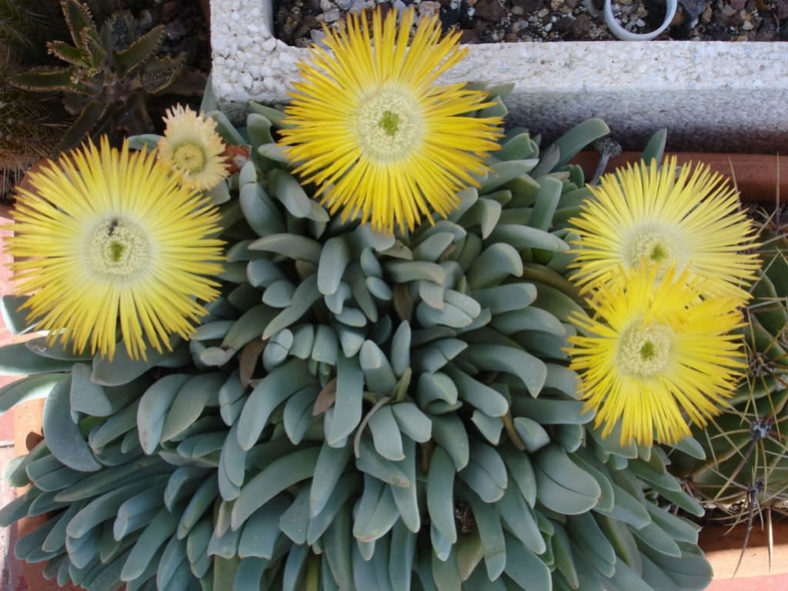 Cheiridopsis denticulata (Carpet Weed)