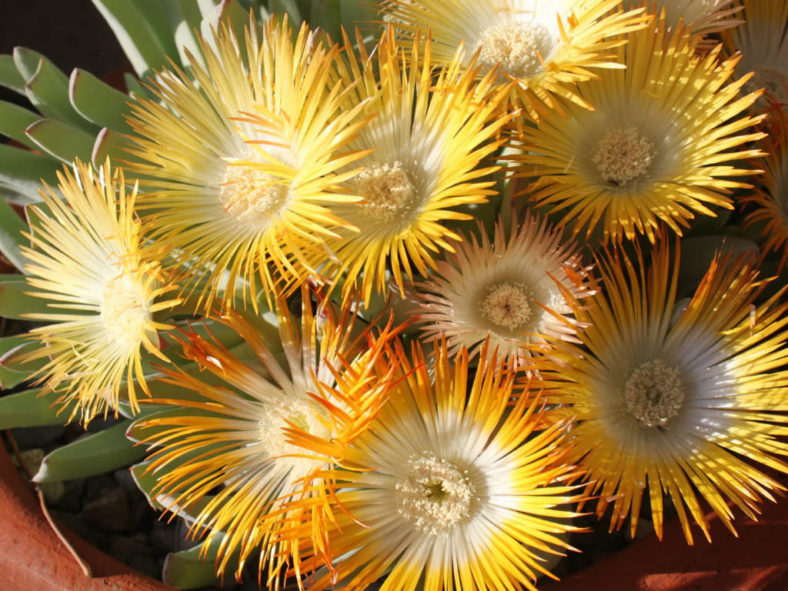 Cheiridopsis denticulata (Carpet Weed)