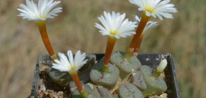Dumpling and His Wife: New Views of the Genus Conophytum