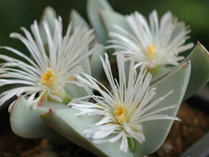 Conophytum herreanthus