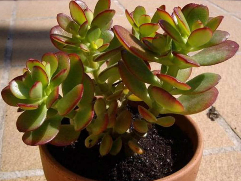 Crassula ovata 'Crosby's Compact' (Dwarf Jade Plant)
