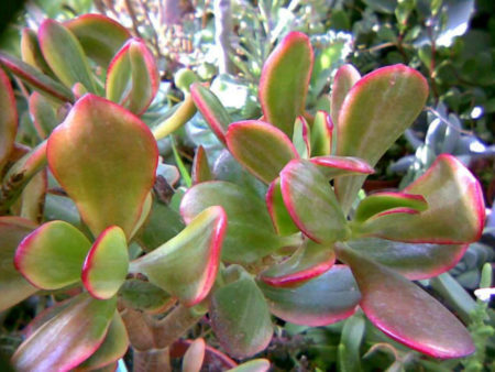 Crassula ovata 'Hummel's Sunset Variegata' - World of Succulents