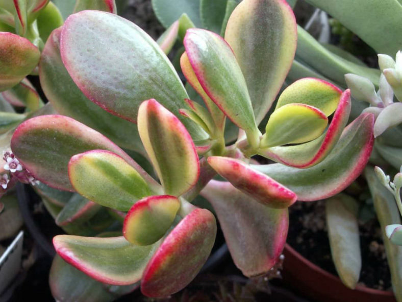 Crassula ovata 'Hummel's Sunset Variegata'