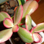 Crassula Ovata Hummel S Sunset Variegata World Of Succulents