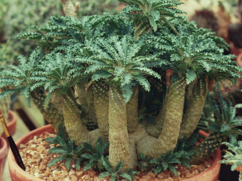 Dorstenia lavrani (Tabia Gorge Dorstenia)