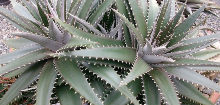DBディッキア Dyckia fosteriana x platyphylla 【メーカー直営