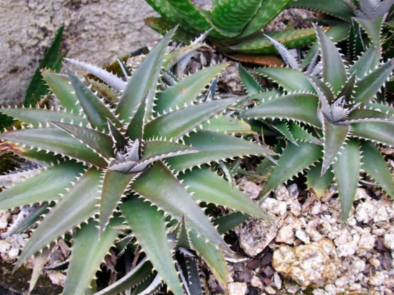 Dyckia platyphylla (Wide-leafed Dyckia)