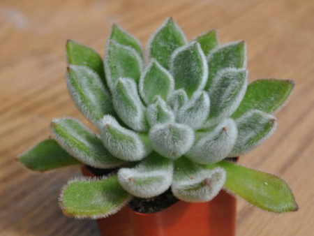 Echeveria 'Doris Taylor' - World of Succulents