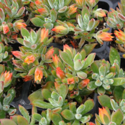 Echeveria 'pulv-oliver' - World Of Succulents