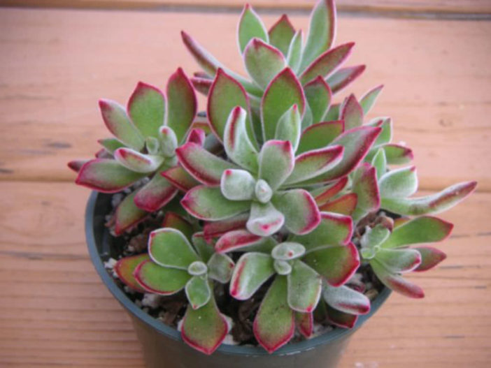 Echeveria 'Pulv-Oliver' (Red Echeveria)