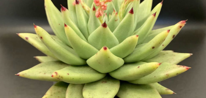 echeveria washed coach JKT ovy Vintage Washed Coach Jacket With