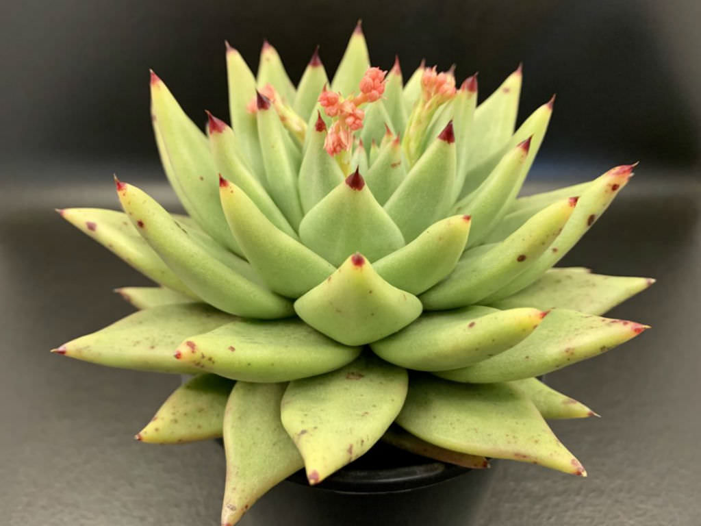 Echeveria agavoides 'Corderoyi'