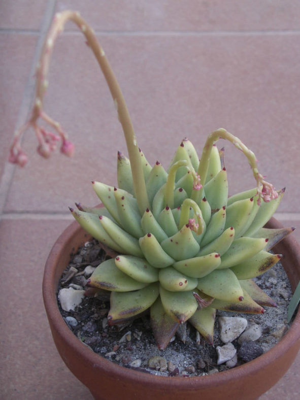 Echeveria agavoides 'Corderoyi'