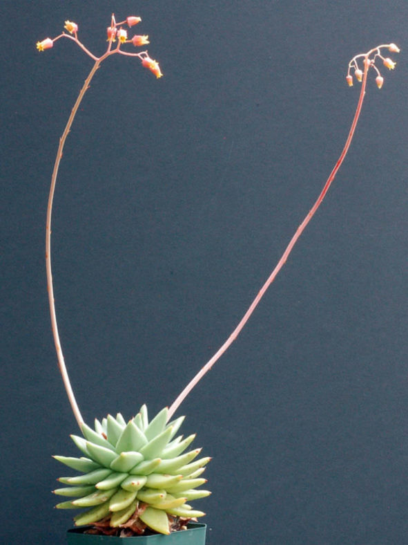 Echeveria agavoides 'Corderoyi'
