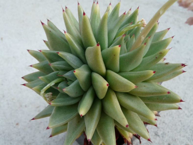 Echeveria agavoides 'Corderoyi'