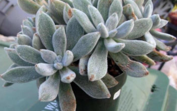 Echeveria leucotricha (Chenille Plant) Echeveria leucotricha (Chenille Plant) aka Echeveria pulvinata var. leucotricha
