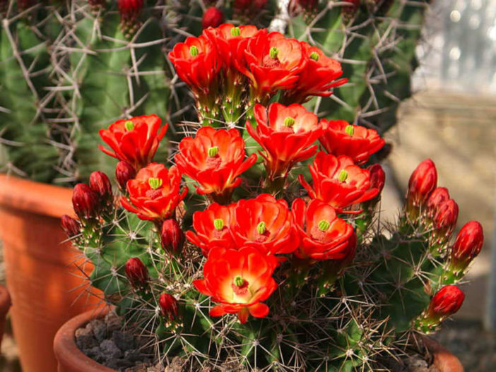 Echinocereus coccineus (Scarlet Hedgehog Cactus)