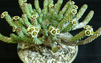 Euphorbia caput-medusae (Medusa's Head) Euphorbia caput-medusae (Medusa's Head)