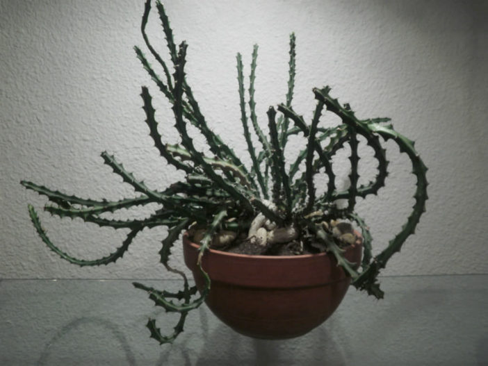 Euphorbia knuthii