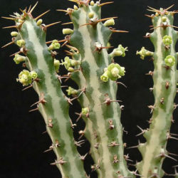 Euphorbia knuthii - World of Succulents