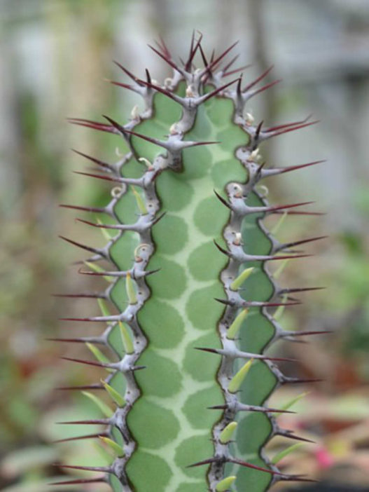 Euphorbia tescorum - World of Succulents