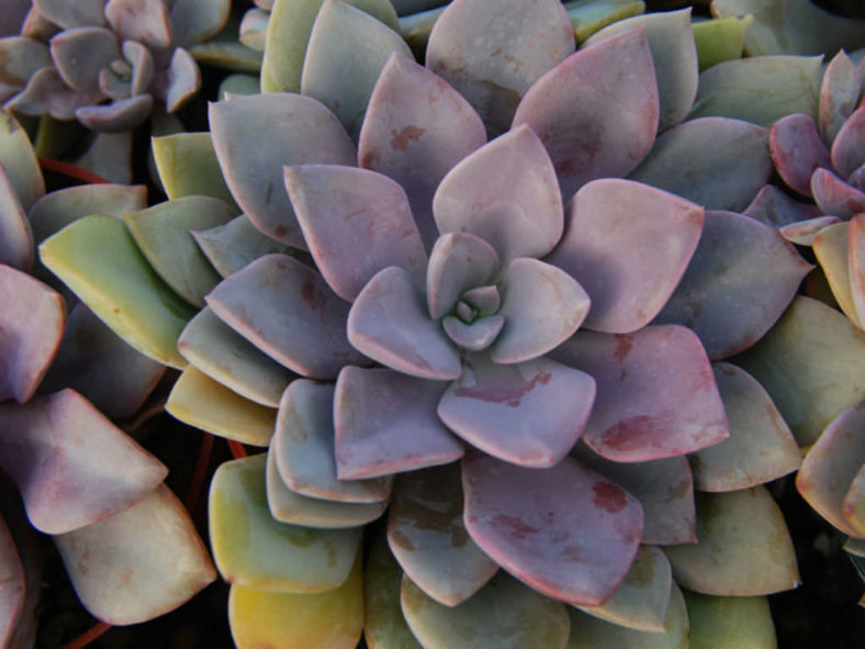 ×Graptoveria 'Debbi' aka ×Graptoveria 'Debbie'