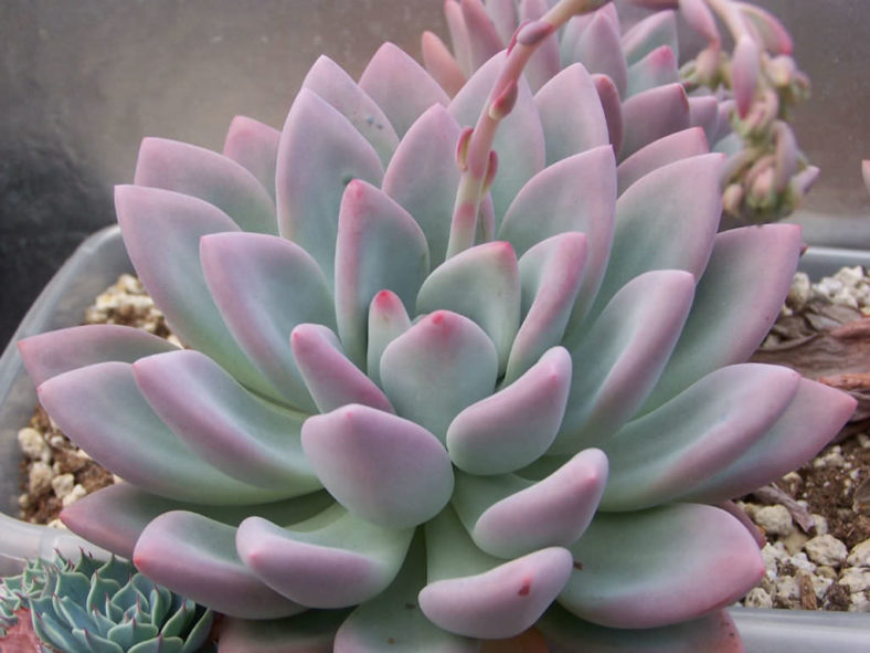 ×Graptoveria 'Moonglow'