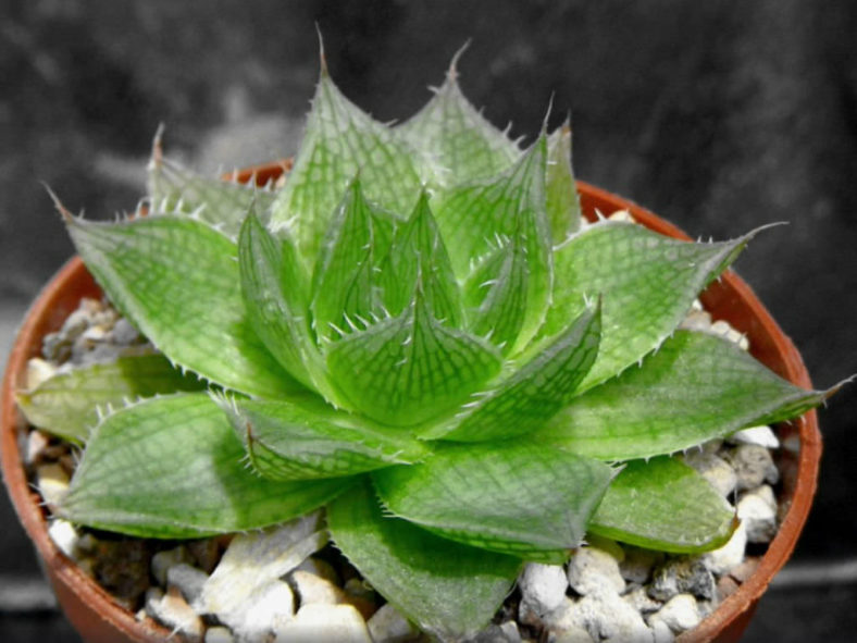 Haworthia decipiens - World of Succulents