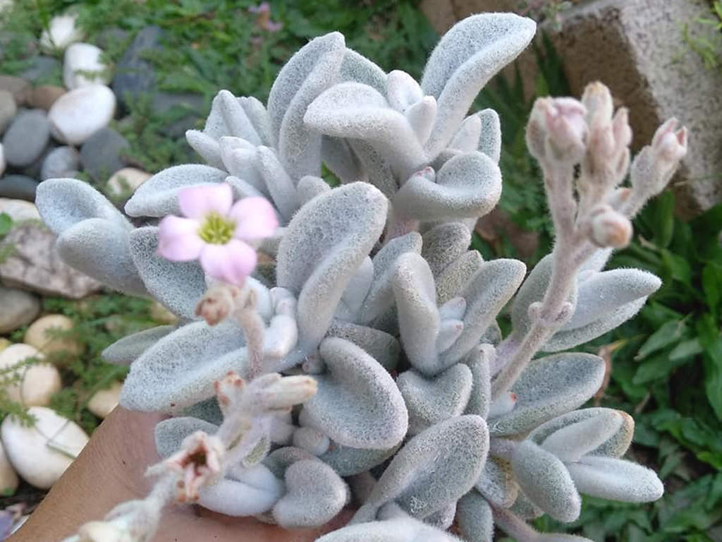 Kalanchoe eriophylla (Snow White Panda Plant)