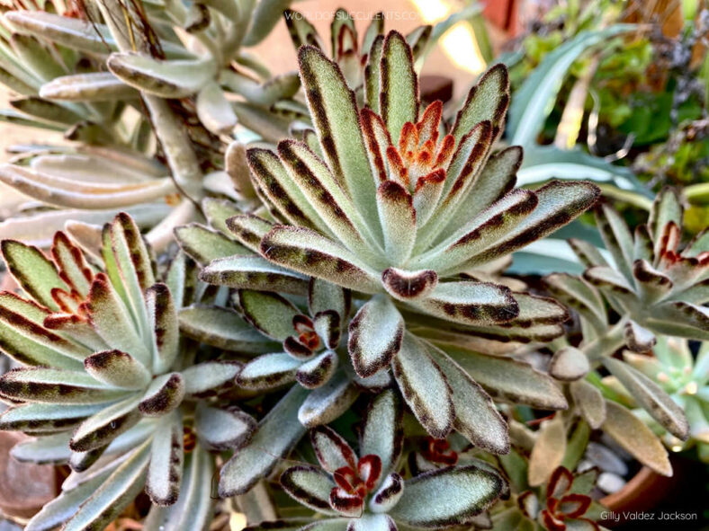 Kalanchoe tomentosa (Kalanchoe propagation)