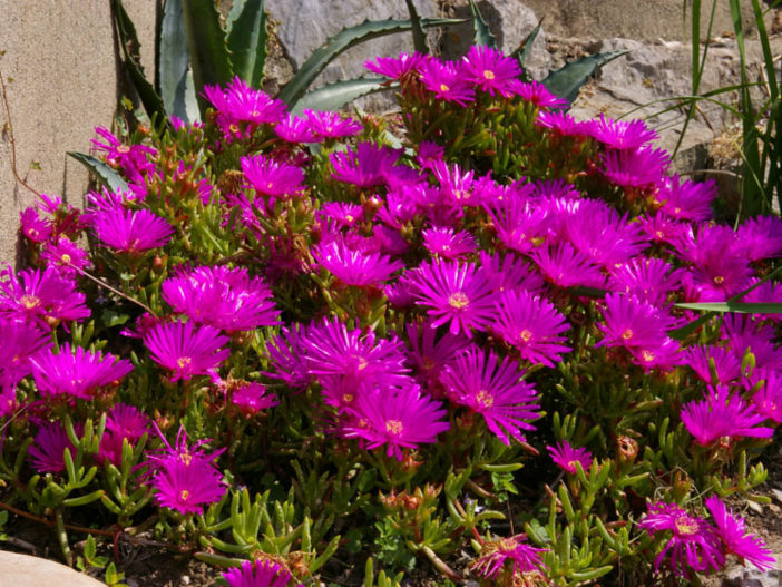 How To Grow And Care For Lampranthus | World Of Succulents