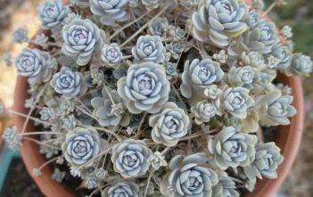 Orostachys iwarenge (Chinese Dunce Cap) Orostachys iwarenge (Chinese Dunce Cap)