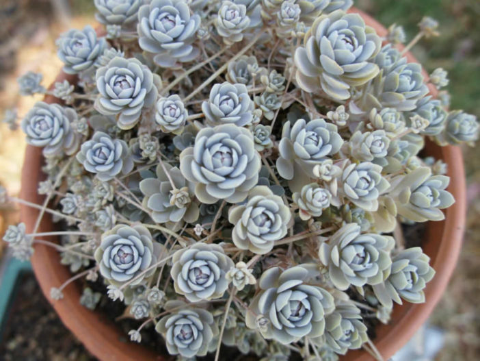 Orostachys iwarenge (Chinese Dunce Cap) aka Orostachys malacophylla var. iwarenge