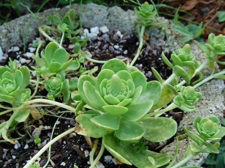 Orostachys malacophylla (Green Duncecap) - World of Succulents