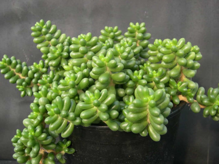 Sedum hernandezii