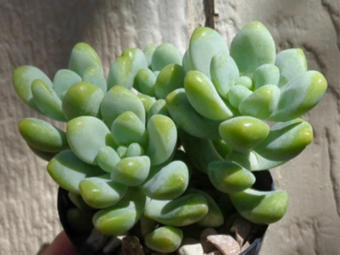 Sedum treleasei - World of Succulents