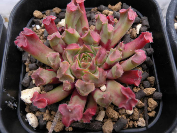Sempervivum 'Fame Monstrose'